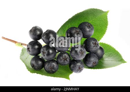 Aronia Beeren isoliert auf weißem Hintergrund Stockfoto