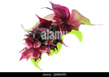 Die Beere des Wiesenpfans ist auf weißem Hintergrund isoliert Stockfoto