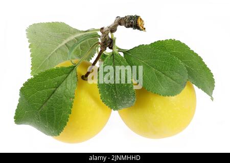 mirabelle Pflaumen isoliert auf weißem Hintergrund Stockfoto