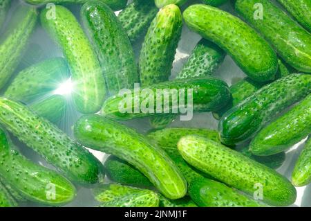 Reife grüne Gurken im Wasser. Saisonale Zubereitungen. Hintergrund, Textur. Stockfoto