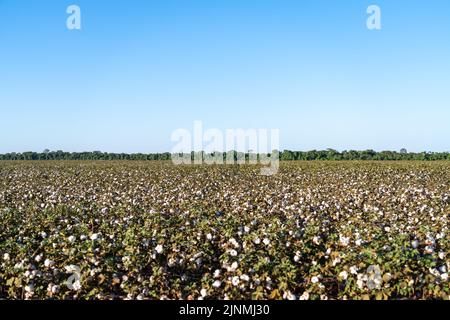 Schöner Blick auf Baumwollfarm Plantage Feld bei der Ernte Zeit in Mato Grosso, Brasilien in sonnigen Sommertag. Landwirtschaft, Ökologie, Umweltkonzept Stockfoto