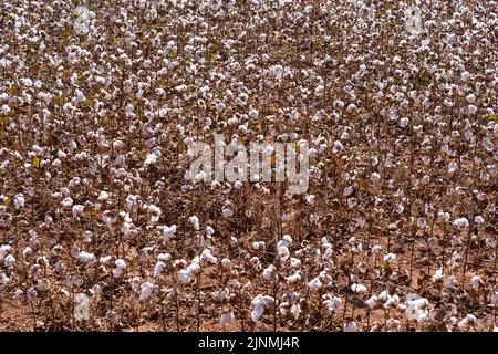Schöner Blick auf Baumwollfarm Plantage Feld bei der Ernte Zeit in Mato Grosso, Brasilien in sonnigen Sommertag. Landwirtschaft, Ökologie, Umweltkonzept Stockfoto