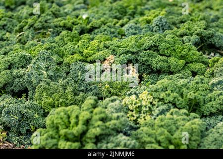 Grünkohl Pflanzen im Garten Stockfoto