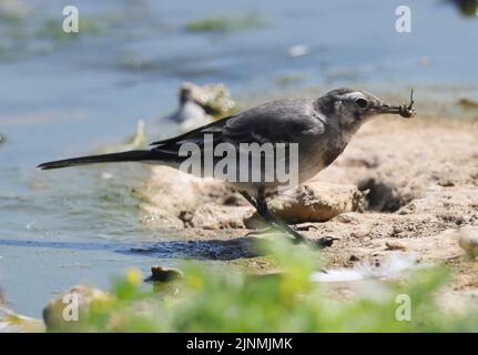 Ein juveniler, geweckter Wagtail, der mit seinem Bienenfang vorsichtig ist Stockfoto