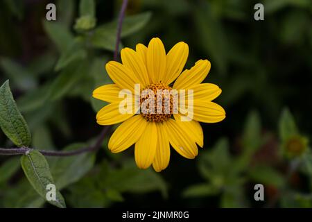Angaben zur gelben Blume Tithonia diversifolia (bekannt als Butterblume oder falsche Sonnenblume) aus Asteraceae-Pflanzen. Stockfoto