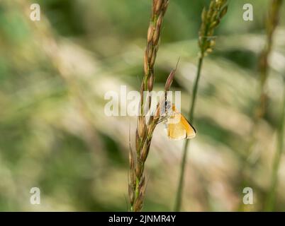 Detailreiche Nahaufnahme eines Schmetterlings eines Skippers aus Essex (Thymelicus lineola) Stockfoto