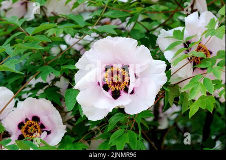 Central Paeonia Rockii oder Rock's Pony mit der Scheibe, die die Karpelle umschließt Stockfoto