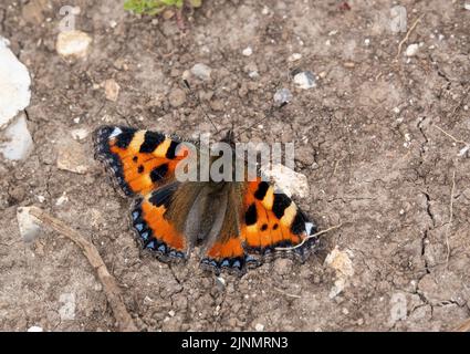 Detaillierte Nahaufnahme eines kleinen Schildkrötenschellschmetterlings (Aglais urticae) Stockfoto