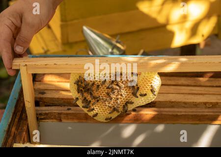 Waben aus Wachs und Bienen auf einem Rahmen. Der Imker nimmt einen Rahmen aus dem Bienenstock, um die Bienen zu inspizieren. Geringe Schärfentiefe, selektiver Fokus Stockfoto