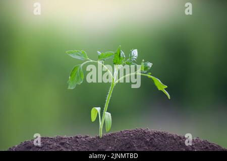 Tomatensämlinge, nur in den Boden gepflanzt. Junge Pflanze auf einem verschwommenen grünen Hintergrund. Geringe Schärfentiefe, selektiver Fokus. Stockfoto