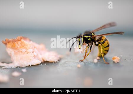 Nahaufnahme der Wasp Forelle essen Stockfoto