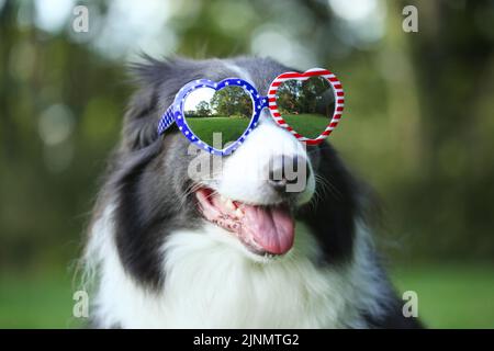 Border Collie Hund tragen Herzförmige amerikanische Flagge Sonnenbrille für Juli 4. Stockfoto