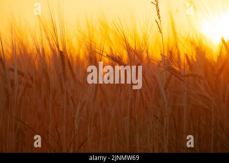 Verschwommene Ähren von Weizen und leuchtend orange Sonne, die am Abend auf dem Feld scheint. Geringe Schärfentiefe, selektiver Fokus. Stockfoto