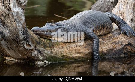 American Alligator schläft auf einem gefallenen Baum Stockfoto