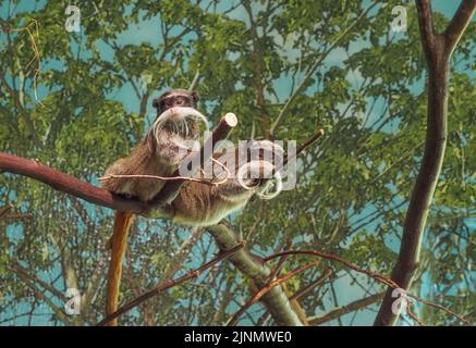Zwei kaiserliche Tamarine auf einem Baum im Salzburger Zoo Stockfoto