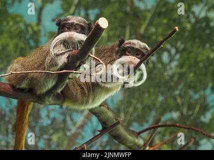 Zwei kaiserliche Tamarine auf einem Baum im Salzburger Zoo Stockfoto