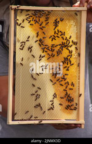 Bienen bauen Waben auf neuem Wachs in einem Rahmen. Der Imker sieht sich die Arbeit der Bienen im Bienenstock an Stockfoto