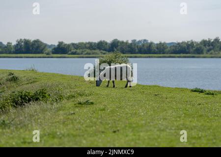 Ein grasendes Schaf auf dem Deich vor der elbe in glückstadt Stockfoto