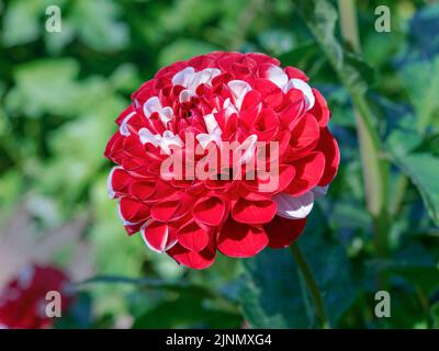 Nahaufnahme einer rot-weißen Pompon Dahlia Sorte war of the Roses, die in einem Garten blüht Stockfoto