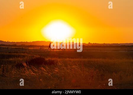 Rye, East Sussex, Großbritannien. 12. August 2022. UK Wetter: Nach einem heißen und sonnigen Tag geht die Sonne über dem Hafen von Rye in East Sussex unter. Foto-Kredit: Paul Lawrenson /Alamy Live Nachrichten Stockfoto