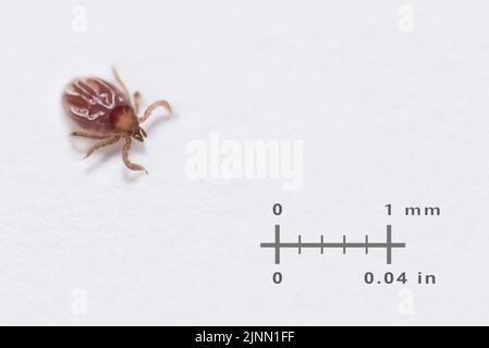 Kleine Hirschzecke mit Messskala auf weißem Hintergrund. Ixodes ricinus oder scapularis. Larven-Lebenszyklusphase von parasitären Insekten. Durch Zecken übertragene Krankheiten. Stockfoto