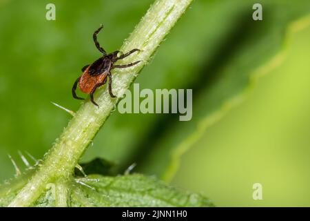 Nahaufnahme der Rizinusbohne, die auf einem grünen Stiel aufsteigt. Ixodes ricinus. Nasses parasitäres Insekt auf behaartem Blatt im verschwommenen Naturhintergrund. Lyme-Borreliose. Stockfoto