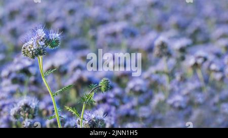 Schöne lila Tansy blüht auf verschwommenem blühenden Feld Hintergrund. Phacelia tanacetifolia. Nahaufnahme von geclusterten Blüten oder grünen Blättern auf haarigen Stiel. Stockfoto