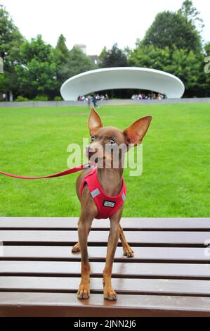 Russischer Spielzeug-Terrier in Cork, Irland Stockfoto