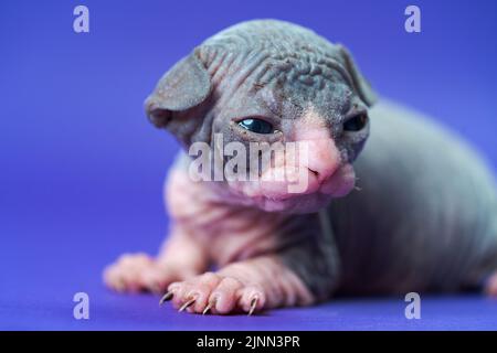 Porträt einer schönen jungen männlichen Katze mit großen Augen. Die zwei Wochen alte Kanadierin Sphynx blau und weiß liegt auf blauem Hintergrund und sieht zur Seite Stockfoto