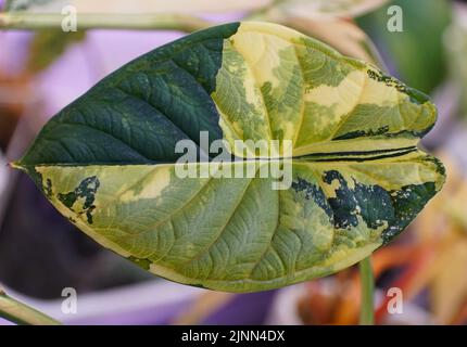 Atemberaubende gelbe und grüne marmorierte Blatt der Alocasia Dragon Skala bunte Pflanze Stockfoto