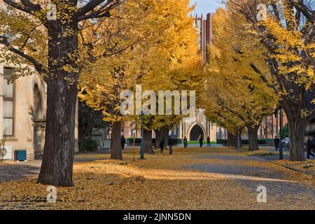 Ginko Trees Yasuda Hall Tokyo University Tokyo Japan Stockfoto