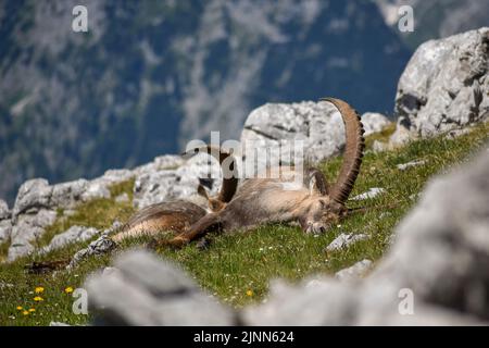 Männlicher Steinbock (Capra Steinbock) in freier Wildbahn auf dem Gipfel des Kahlersberg im Berchtesgadener Nationalpark Berge, Bayern, Deutschland Stockfoto