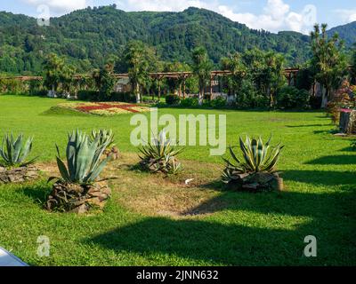 Agavensträucher auf dem Rasen. Agave im Blumenbeet. Wunderschönes Hotel. Garten auf dem Gebiet der alten Burg. Freilichtmuseum Stockfoto