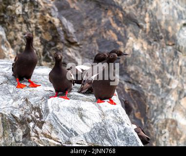 Pigeon Guillemot, Cepphos columba, zeigt auf einem Felsen mit roten Füßen und Mund in Tracy Arm, Südost-Alaska Stockfoto