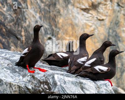 Pigeon Guillemot, Cepphos columba, zeigt auf einem Felsen mit roten Füßen und Mund in Tracy Arm, Südost-Alaska Stockfoto