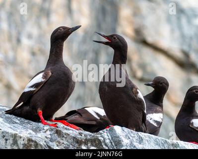 Pigeon Guillemot, Cepphos columba, zeigt auf einem Felsen mit roten Füßen und Mund in Tracy Arm, Südost-Alaska Stockfoto