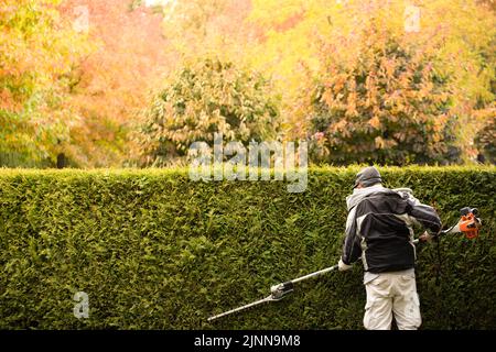 Der Gärtner trimmt die Hecke der Thuja, der immergrünen Pflanzen