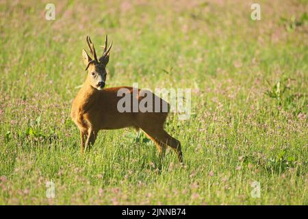 Europäisches Reh (Capreolus capreolus) starker, abnormer Bock auf blühender Wiese, Niederösterreich, Österreich Stockfoto