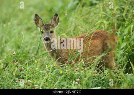 Europäisches Reh (Capreolus capreolus) auf Sommerwiese, Niederösterreich, Österreich Stockfoto