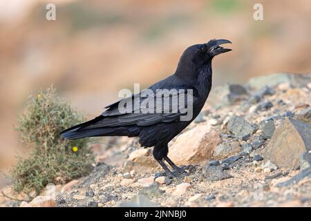 Afrikanischer Nordraben (Corvus corax tingitanus), Fuerteventura, Spanien Stockfoto