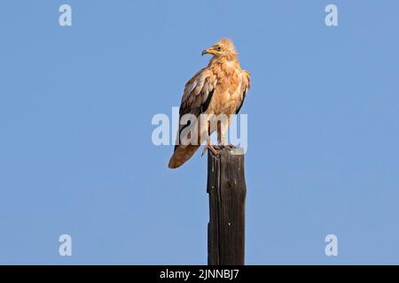 Ägyptischer Geier (Neophron percnopterus majorensis) mit Ring, LEBENSSCHUTZPROGRAMM, Fuerteventura, Spanien Stockfoto