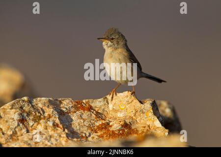 Brillenwaldsänger (Sylvia auffallillata), weiblich, Fuerteventura, Spanien Stockfoto