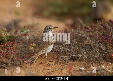 Berthelot-Pipit (Anthus berthelotii) auf dem Boden einer Halbwüste, Fuerteventura, Spanien, Europa Stockfoto