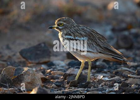 Steincurlew (Burhinus oedicnemus insularum), Fuerteventura, Spanien Stockfoto