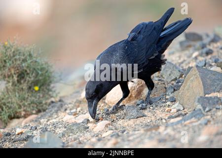 Afrikanischer Nordraben (Corvus corax tingitanus), Fuerteventura, Spanien Stockfoto