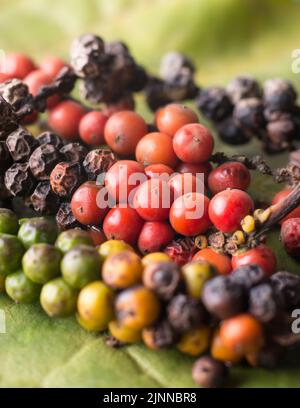 Nahaufnahme, Makro von schwarzen Pfefferkörnern, reifen und getrockneten schwarzen Pfefferkörnern oder Steinfrüchte, würzige und würzige Zutat, weicher Hintergrund Stockfoto