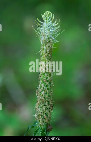 Verwelkte Stachelrampion (Phyteuma spicatum), Bayern, Deutschland Stockfoto