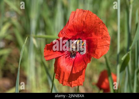 Hummel (Bombus) auf Maismohnblume (Papaver rhoeas), Bayern, Deutschland Stockfoto