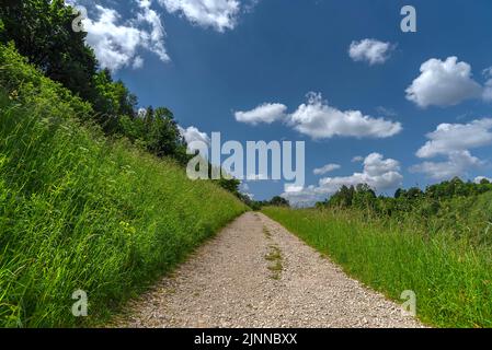 Wanderweg führt durch hohes Wiesengras, Oberfranken, Bayern, Deutschland Stockfoto