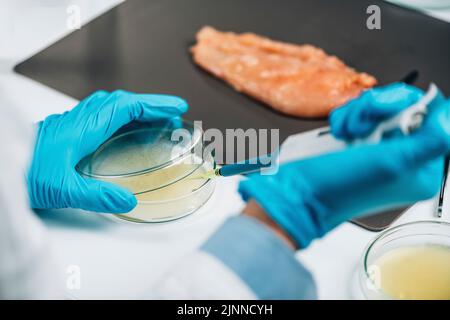 Qualitätsprüfer zur Prüfung der Geflügelprobe Stockfoto